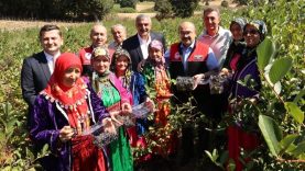 Balıkesir’de ilk aronya hasadı