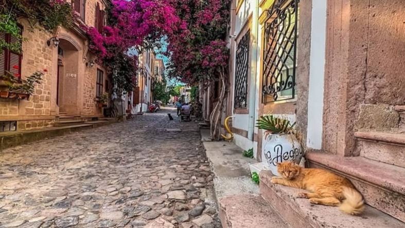 Cunda Adası’nda Kediler, Tarih ve Lezzet Bir Arada