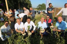 Gönen’de 2. aronya hasadı yapıldı