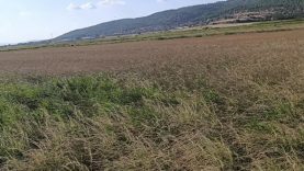 Gönen’de sulama krizi: Çiftçi saatlik suya mahkum