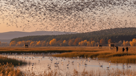 Manyas Kuş Cenneti’nde Sonbahar Göçü: Hafta Sonu Fotoğrafçılar İçin Doğru Zaman mı?