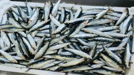 Sardalya: Balık Mevsiminin İlk Günlerinde Balıkesir’deki Tezgâhların Yıldızı