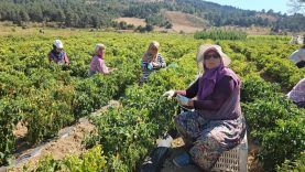 Sındırgı’da sarı altında hasat zamanı
