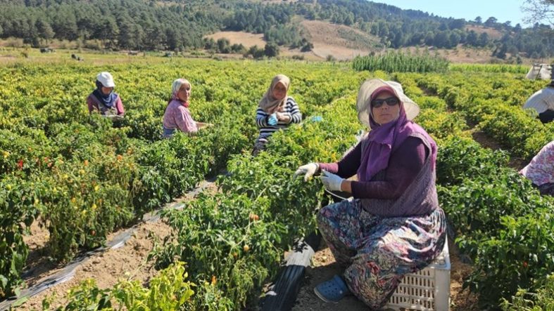 Sındırgı'da sarı altında hasat zamanı