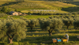 Arıcılığın Yeni Merkezi Balıkesir mi Oluyor?