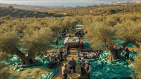 Ayvalık’ta Zeytin Hasadı Yoğunlaşıyor