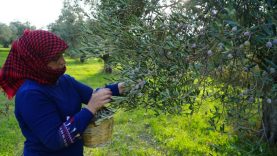 Ayvalık’ta zeytin hasadı festival ile başladı