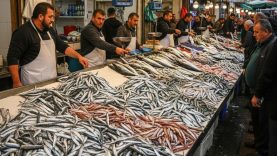 Balıkesir’de Hamsi Bolluğu Tezgâhları Şenlendirdi