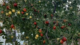 Balıkesir’de Hünnap Üretimi: Hasat Bereketiyle Hem Sağlığa Hem Ekonomiye Katkı Sağlıyor