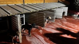 Balıkesir’de Köpeklere Eziyet Tepki Çekti