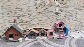 Balıkesir’de Örnek Dayanışma: Mahalleli Sokak Hayvanları İçin Seferber Oldu