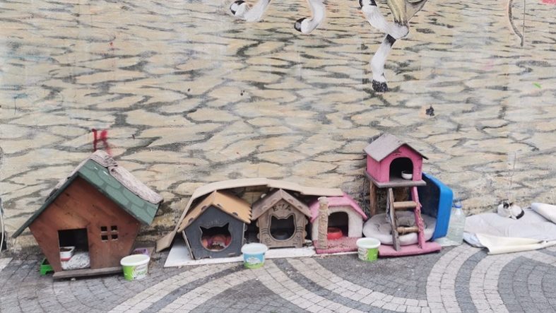 Balıkesir’de Örnek Dayanışma Mahalleli Sokak Hayvanları İçin Seferber Oldu