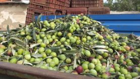 Balıkesir’de elekler kuruldu yeşil zeytin hasadı başladı