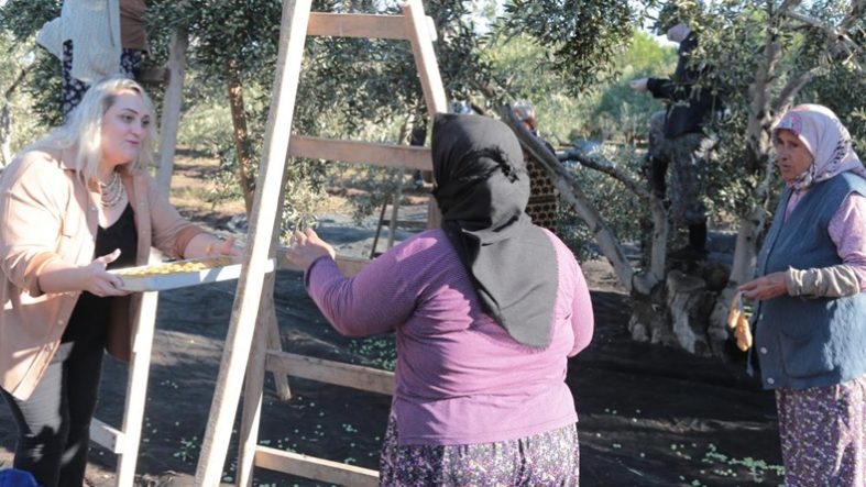 Balıkesir'de zeytin hasadı dua ve hayır yemekleriyle başladı
