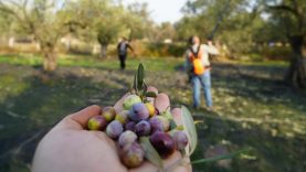 Bu yılın zeytin ve zeytinyağı rekolte tahmini açıklandı