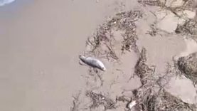 Gönen sahilde şüpheli balık ölümleri kameraya yansıdı