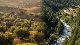 Havran mı Dursunbey mi? Sessiz İlçelerin Bilinmeyen Değerleri