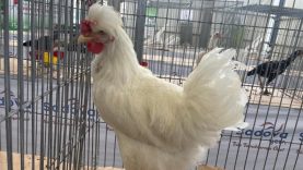 Karadeniz’in “Gugulli”si Balıkesir’de ilgi odağı oldu