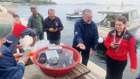 Marmara’da 400 ıstakoz yavrusu yapay resiflere bırakıldı