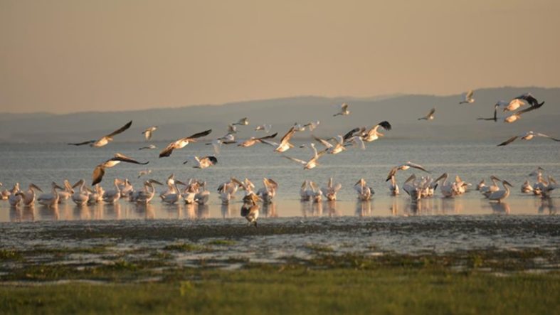 Sonbaharda Manyas Gölü'nde pelikan ve flamingo ziyaretleri