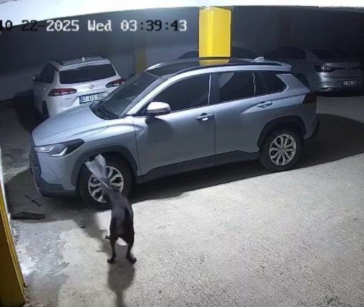 Gerçek güvenlik kamerası görüntülerini izleyince ortaya çıktı