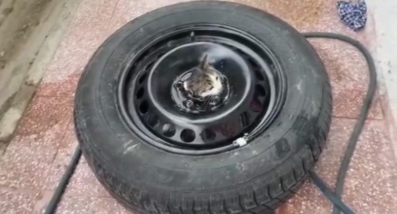 Stepneye sıkışan yavru kediyi itfaiye kurtardı