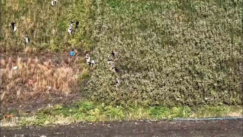 Uyuşturucu tarlasında bin 876 kök kenevir ele geçirildi: 3 tutuklama