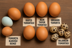 Yumurtanın Rengi mi Önemli, İçeriği mi?