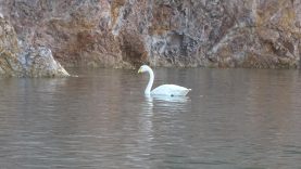 Ayvalık’ta sevimli kuğu Paşa Limanı’nın simgesi oldu