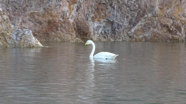 Ayvalık'ta sevimli kuğu Paşa Limanı'nın simgesi oldu