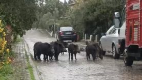 Ayvalık’ta yağmurlu havada aç kalan domuzlar şehir merkezine indi