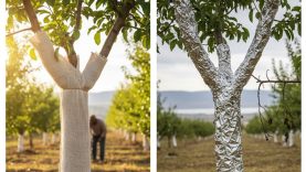 Balıkesir’de Ağaç Gövdeleri Nasıl Korunmalı? Folyo Kullanımı ve Doğru Yöntemler