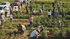 Balıkesir’de Pazar Günü Hobi Bahçesi Trafiği: Küçük Parsellerde Büyük Kalabalık