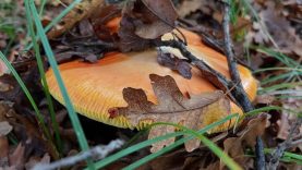 Balıkesir’de Sezar Mantarı Nerelerde Bulunur?