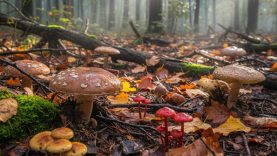 Balıkesir’de Yağmur Sonrası Doğada Mantar Bereketi: Uzmanlardan Uyarı Geldi