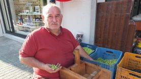 Balıkesir’de kırma zeytinlerin hazırlanmasına başlandı