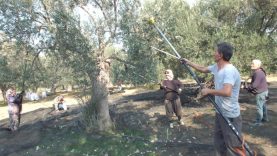 Balıkesir’de makineli hasat zeytinde verimi artırıyor