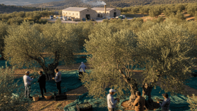 Balıkesir’de ‘Yok Yılı’na Rağmen Zeytinyağı Mesaisi Sürüyor