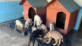 Bandırma Belediyesi’nden Sokak Hayvanlarına Sahip Çıkacak Örnek Adım