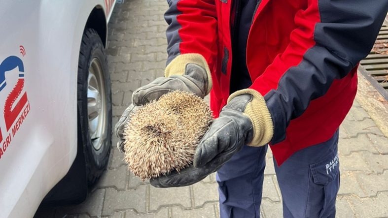 Burhaniye’de Sıkışan Kirpi İtfaiye Ekipleri Tarafından Kurtarıldı
