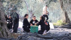 Geleceğin çiftçileri Balıkesir’de zeytin hasadında