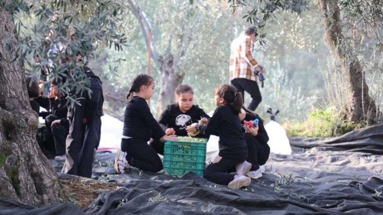 Geleceğin çiftçileri Balıkesir'de zeytin hasadında