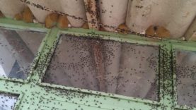 Gönen’de kara sinek istilası