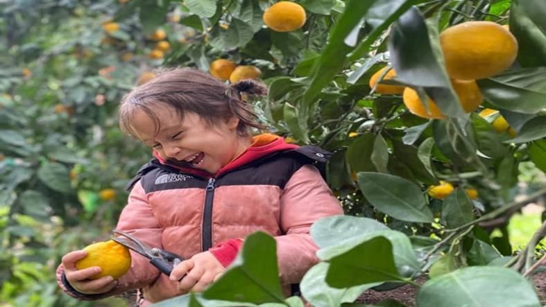 Havran Mandalinası Kışa Taze Bir Lezzet Taşıyor