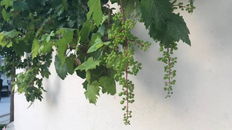 İklim Değişikliği, Balıkesir’de Üzümleri de Şaşırttı Kasımda Taze Salkımlar