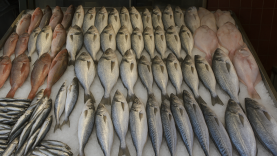 Kasım Ayında Balık Zamanı: Bu Ay Sofraların Yıldızı Bu Balıklar Olacak