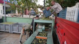 Kazdağları’nda tescilli yeşil çizik zeytin için elek mesaisi başladı