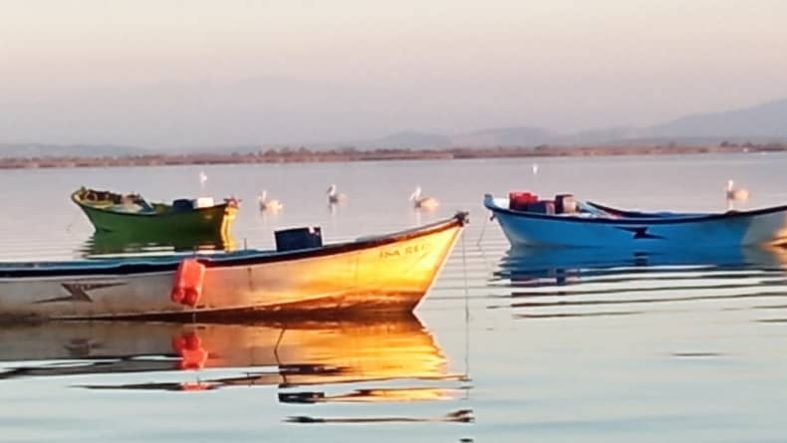 Manyas Kuş Cenneti’ndeki Göçmen Kuşlar Değişen İklime Nasıl Uyum Sağlıyor?