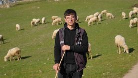 Üniversiteden Mezun Oldu, Balıkesir’de Çobanlığa Döndü: Sonrası Şaşırttı!