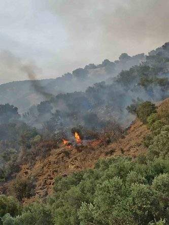 Bozdoğan’da orman yangını